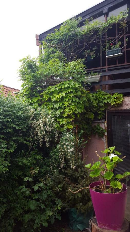 Apartmani Stojanovic Sremska Kamenica Zewnętrze zdjęcie